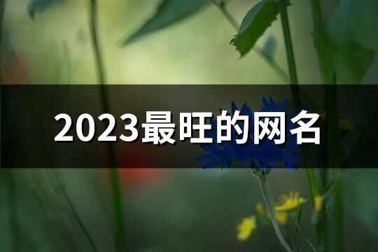 2023最旺的網(wǎng)名(493個)