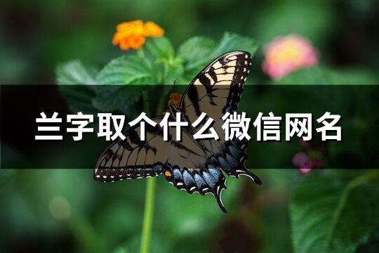 蘭字取個什么微信網名(共164個)